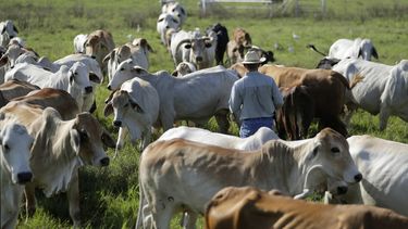 Comparados con gusanos, los humanos somos insignificantes
