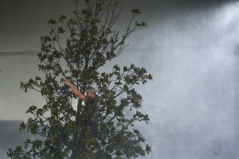 Chris Nation, oriundo de Commerce, Georgia, sube un árbol y saluda a sus compañeros de trabajo fuera del hotel en el que esperan el paso del huracán Milton, el miércoles 9 de octubre de 2024, en Tampa, Florida. (AP Foto/Julio Cortez)