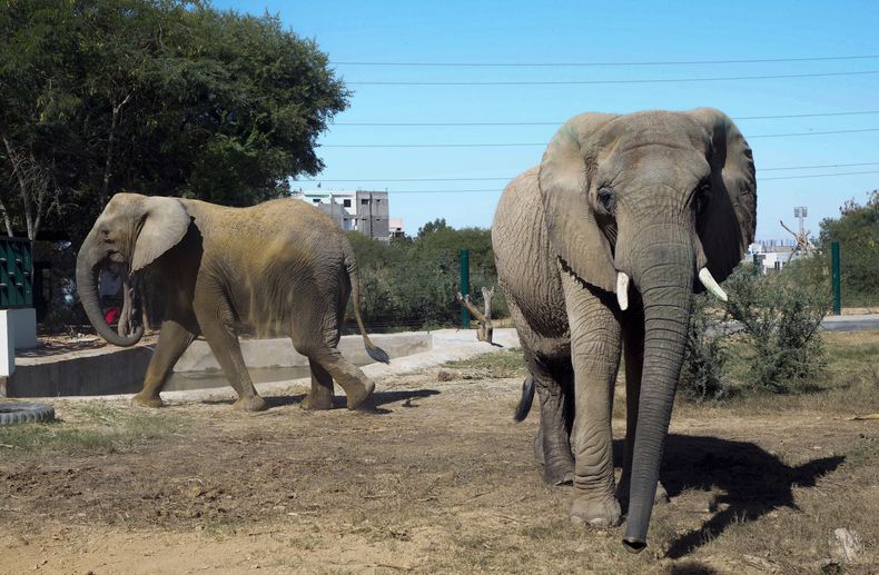 Un grupo de elefantes en el parque safari de Karachi, Pakistán, el domingo 8 de diciembre de 2024. (AP Foto/Fareed Khan)