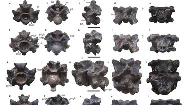 En esta imagen proporcionada por investigadores en abril de 2024 se muestran vistas de algunas vértebras de Vasuki indicus, una serpiente extinta recién descubierta que vivió hace unos 47 millones de años y cuya longitud se calcula en cerca de 15 metros (50 pies). (Sunil Bajpai, Debajit Datta, Poonam Verma vía AP)