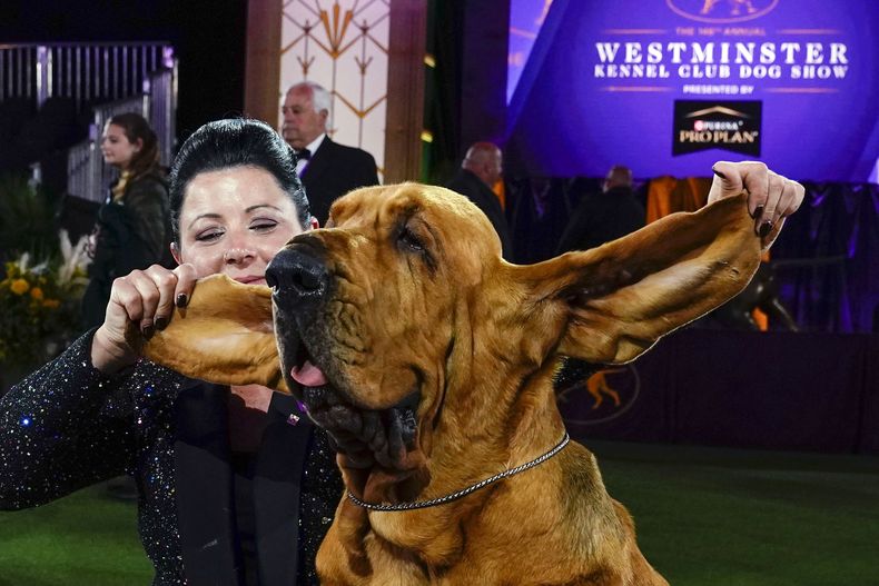 ARCHIVO — Heather Helmer posa para fotografías con Trumpet, un sabueso, después de que Trumpet ganara el premio al mejor show en la 146a exhibición canina del Westminster Kennel Club, el 22 de junio de 2022, en Tarrytown, Nueva York.(Foto AP/Frank Franklin II, archivo)