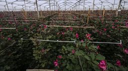 Un invernadero que produce flores para exportación a Estados Unidos, ubicado en Chia, en las afueras de Bogotá, Colombia, el lunes 27 de enero de 2025. (AP Foto/Ivan Valencia)