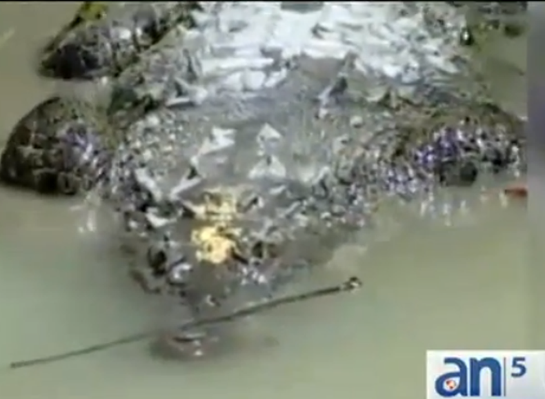 Una pareja que decidió  saltar a un lago para tomarse un baño, fue atacada a mordidas por un cocodrilo.