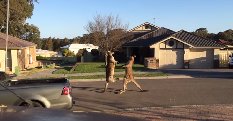 La curiosa escena fue registrada por un vecino de un barrio tranquilo de Central Coast, quien luego lo subió a Youtube. La extensa pelea incluyó golpes de puños, patadas y hasta una incursión en el jardín de una casa