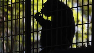 americateve | El chimpanc&eacute; Congo se sienta cerca de la reja que rodea su nuevo h&aacute;bitat en el zool&oacute;gico de Asunci&oacute;n, Paraguay, el viernes 2 de mayo de 2014. (AP foto/Jorge Saenz)