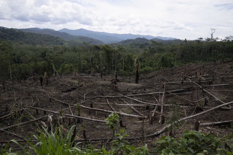ARCHIVO – Árboles cortados, con el Parque Nacional Cordillera Azul en el fondo, cerca de la comunidad de Chambira, en la Amazonía peruana, el 3 de octubre de 2022. (AP Foto/Martin Mejia, Archivo)