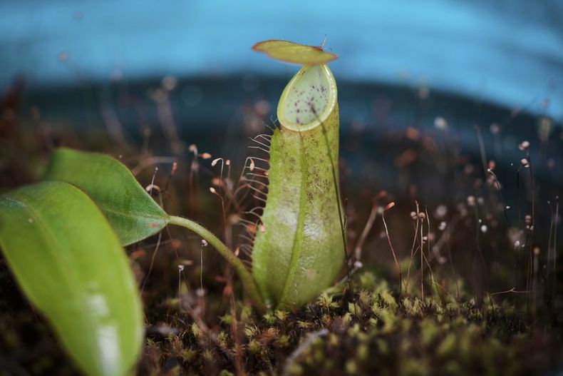 Una Nepenthes louisa se exhibe en una exposición de plantas carnívoras en el Jardín Botánico de Bogotá, Colombia, el jueves 3 de abril de 2025. (AP Foto/Fernando Vergara)