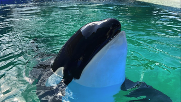 Miami Seaquarium: muere la Orca Lolita