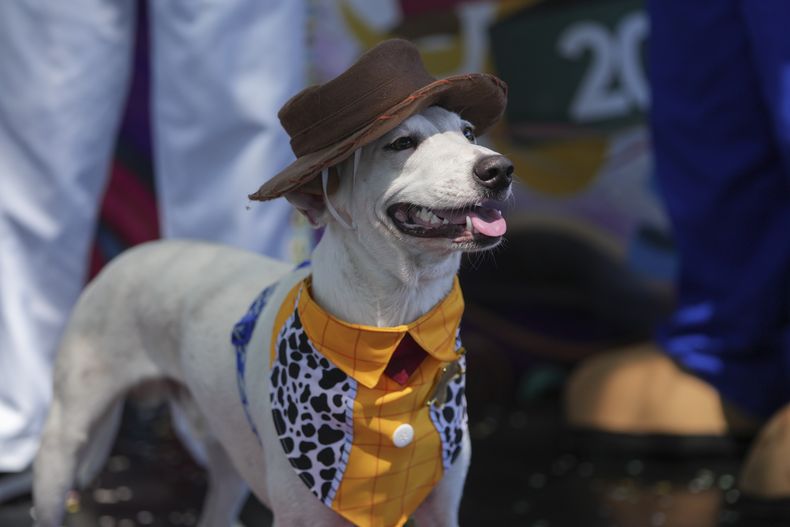 Un perro con sombrero en el desfile de perros Blocao en Rio de Janeiro, Brasil, el 1 de marzo del 2025. (AP foto/Silvia Izquierdo)