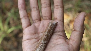 Esta fotografía proporcionada por Yousuke Kaifu muestra un fragmento de hueso de brazo excavado en la isla indonesia de Flores. Un nuevo estudio indica que los ancestros de una especie humana apodada hobbits eran aún más pequeños. (Yousuke Kaifu vía AP)