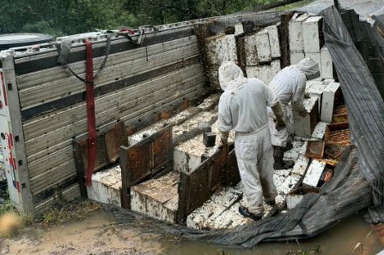 Trabajadores trasladan colmenas después de que un semirremolque que transportaba unas 400 colmenas se volcara, lo que provocó que millones de abejas se escaparan a un barrio rural de Orange, Texas, el 21 de junio de 2026. (Christie Ray/Queen Bee Supply vía AP)