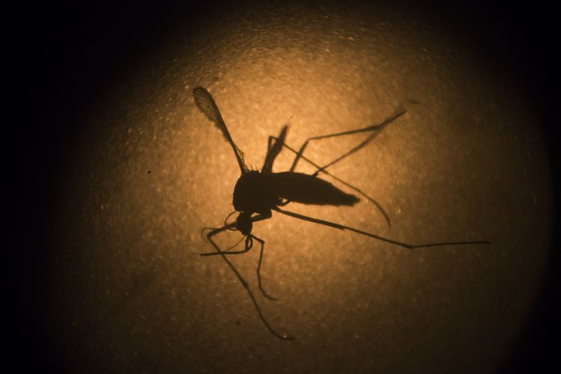 AMN-MED_ZIKA-MOSQUITOS_MODIFICADOS-0.jpg