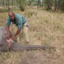 Caza furtiva provoca evolución de elefantes sin colmillos