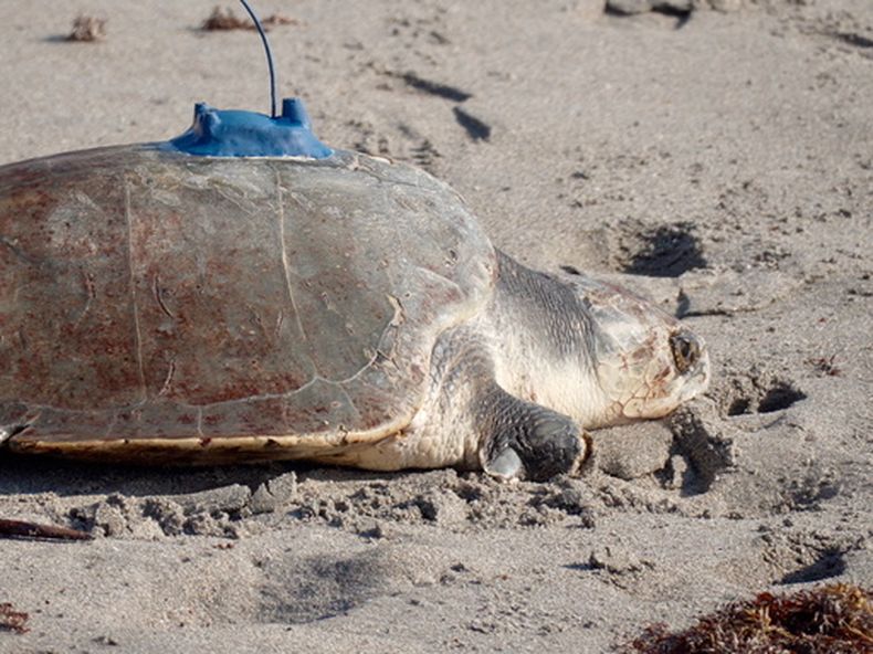 Una hembra rehabilitada de tortuga lora se encamina al océano durante su liberación en Juno Beach, Florida, el 25 de marzo de 2026. (AP Foto/Cody Jackson)