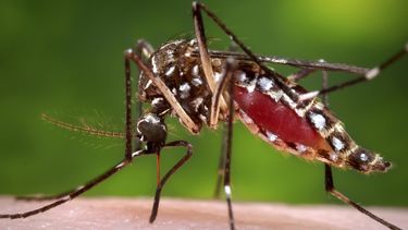 el departamento de salud confirma dos casos de dengue en miami- dade.