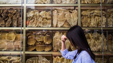 la totoaba, el pez mexicano cuya vejiga es tan valiosa que la llaman la cocaina acuatica