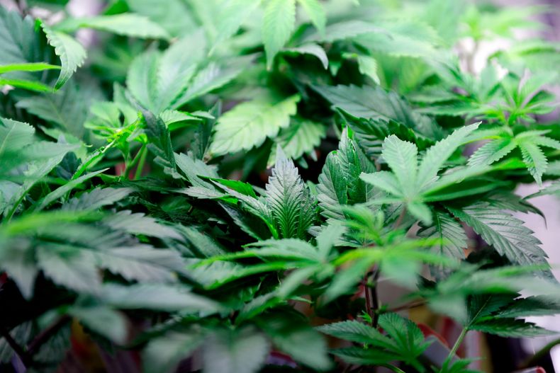 AMN-MED_MARIHUANA-MEDICINA-0.jpg