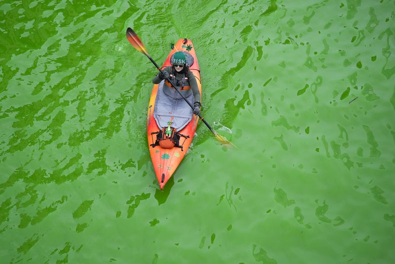 Un kayak flota sobre el río Chicago, teñido de verde antes de la celebración del día de San Patricio, el sábado 16 de marzo de 2024, en Chicago. (AP Foto/Erin Hooley)