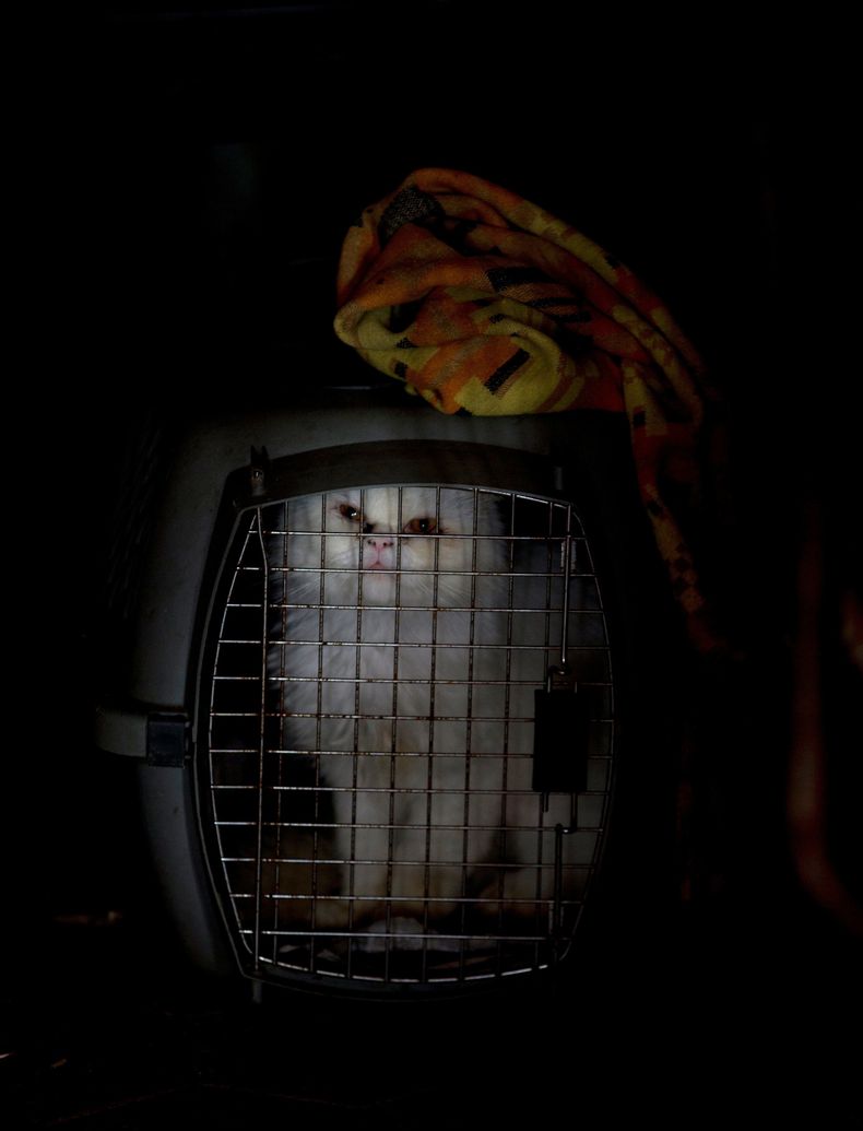 REP-GEN_VENEZUELA-MASCOTAS_CRISIS-0.jpg