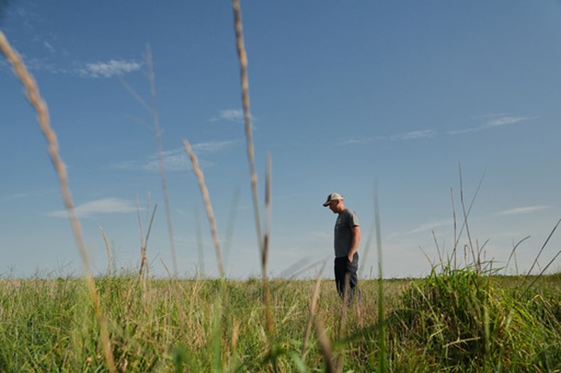 David Mueller observa su campo de grano perenne Kernza el martes 28 de julio de 2026, en su granja de Halstead, Kansas. (AP Foto/Joshua A. Bickel)