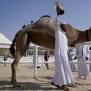Concurso de camellos entre atracciones del Mundial de Qatar
