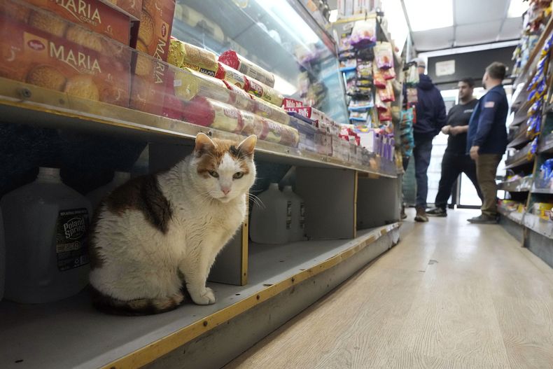 Marshmellow descansa en un estante debajo de galletas en la tienda Deli & Grill, en Nueva York, el miércoles 12 de marzo de 2025. (AP Foto/Richard Drew)