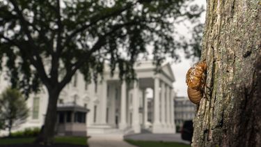 Cigarras demoran vuelo de periodistas que cubren a Biden