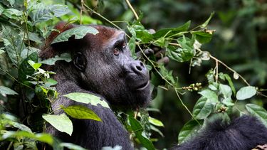 Censo de gorilas en África indica declive en su población