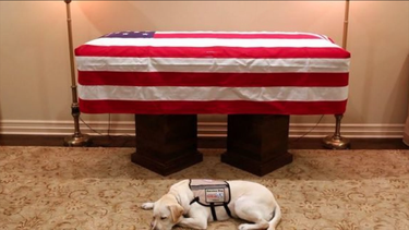 perro del ex presidente george h.w. bush lo resguardo hasta el ultimo momento 