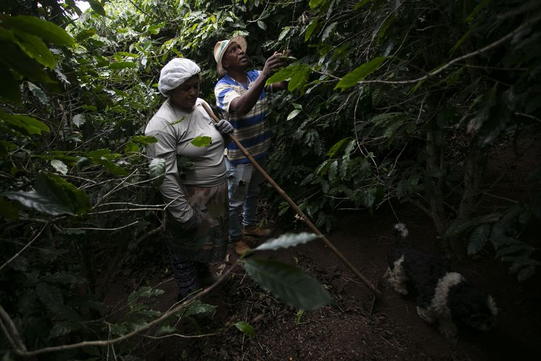 El productor de café Jose Natal da Silva (derecha) y su esposa, Fernanda Marssola, recolectan granos de café en su plantación en Porciuncula, en el estado de Río de Janeiro, Brasil, el 17 de julio de 2025. (AP Foto/Bruna Prado)