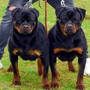 Una beba de 10 meses murió al ser atacada por los dos rottweilers de la familia, en Carolina del Norte