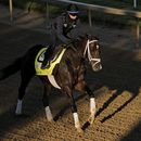 En foto del miércoles 3 de mayo del 2023, la potranca Forte realiza un entrenamiento en Churchill Downs antes del Derby de Kentucky. El sábado 6 de mayo del 2023, horas antes del Derby descartan a Forte, quien era favorita a ganar. (AP Foto/Charlie Riedel)