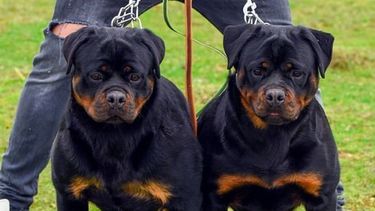 Una beba de 10 meses murió al ser atacada por los dos rottweilers de la familia, en Carolina del Norte