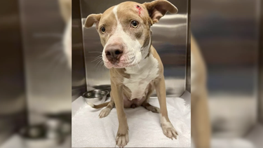 hallan a un cachorro con balazo en la cabeza vagando por las calles de miami