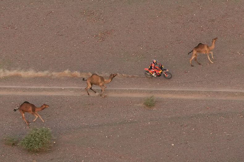 Daniel Sanders conduce entre motos durante la segunda etapa del Rally Dakar, el lunes 5 de enero de 2026, en Arabia Saudí. (AP Foto/Thibault Camus)
