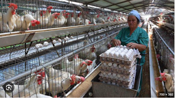 produccion de huevos en cuba cae a niveles historicos, peor que en el periodo especial