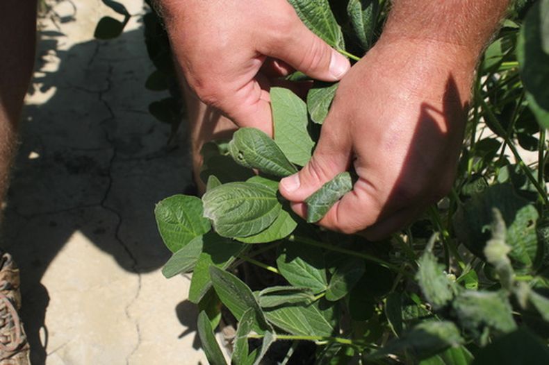 ARCHIVO - En esta imagen, tomada el 11 de julio de 2017, un agricultor muestra los daños causados por el dicamba en las plantas de soya, en Marvell, Arkansas. (AP Foto/Andrew DeMillo, archivo)