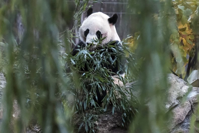 AMN-GEN_WASHINGTON-CHINA-PANDA-0.jpg