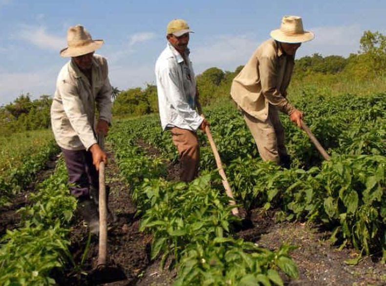Campesinos acusan a funcionarios de la Agricultura de corrupción e impedir que vendan libremente el producto de sus cosechas.