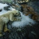 Osos polares se refrescan sobre hielo que fue colocado en su recinto en un caluroso día en el zoológico de Praga, el miércoles 10 de julio de 2024, en la República Checa. (AP Foto/Petr David Josek)