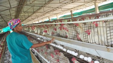 Muy atrás han quedado&nbsp; los días en que Fidel Castro se vanagloriaba de que las gallinas cubanas rompían todos los récords productivos.