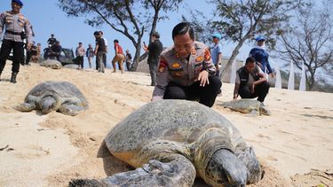 Policías liberan tortugas marinas de vuelta al mar en la playa de Serangan, después de que los animales fueran encontrados y confiscados en un bote aparentemente abandonado por traficantes de fauna silvestre que huyeron de una operación policial, en la isla de Bali, Indonesia, el martes 13 de octubre de 2026. (AP Foto/Firdia Lisnawati)