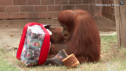 asi festejaron la navidad los animales en el mundo