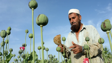 los talibanes habian anunciado que prohibirian el opio en afganistan, pero crecen el consumo y el mercado negro