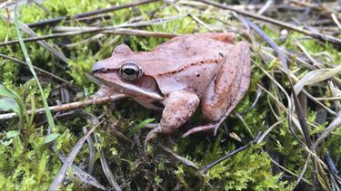 Rana de bosque retiene orina para sobrevivir el invierno