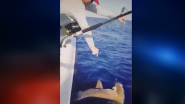 pescadores se divierten mientras le disparan en las branquias a un tiburon para dejarlo morir en el mar