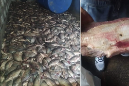 en medio de la escasez de alimentos en cuba, se pudren toneladas de pescado en bejucal