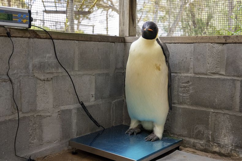 En esta imagen sin fecha proporcionada por el Departamento de Biodiversidad, Conservación y Atracciones de Australia Occidental, un macho adulto de pingüino emperador apodado Gus se ve de pie en una báscula tras ser descubierto en una playa cerca de Denmark, Australia, el 1 de noviembre de 2024, a miles de kilómetros de su hábitat normal en la Antártida. (Miles Brotherson/DBCA via AP)
