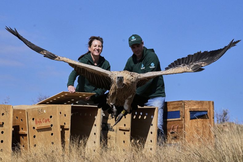 Audrey Delsink (izq) y Matthew Schurch sueltan a un buitre en Hartbeespoort, Sudáfrica, el 14 de julio del 2025. (AP foto/Themba Hadebe)