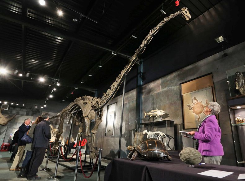 Potenciales postores admiran el esqueleto de 17 metros (55 pies) de un dinosaurio Diplodocus Longus de cuello largo exhibido en Summers Place Auctions en Billingshurst, Inglaterra, el mi&eacute;rcoles 27 de noviembre de 2013, antes de su subasta. (AP Foto